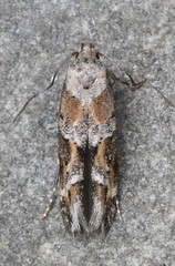 Mompha stellella