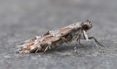 Mompha stellella