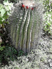 Ferocactus haematacanthus
