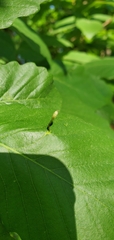 Andricus chinquapin