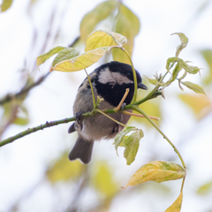 Periparus ater