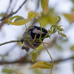Periparus ater