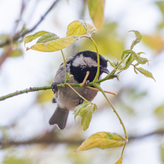 Periparus ater
