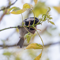 Periparus ater