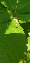 Andricus chinquapin