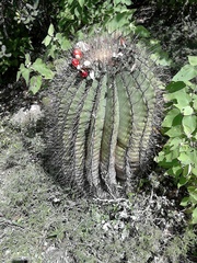 Ferocactus haematacanthus