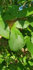Andricus chinquapin