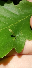 Andricus chinquapin