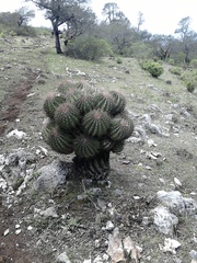 Ferocactus haematacanthus