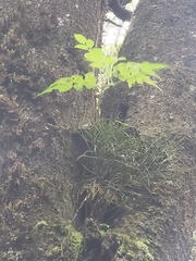 Psilotum complanatum