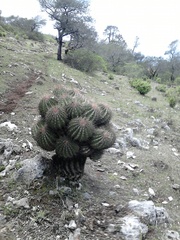 Ferocactus haematacanthus