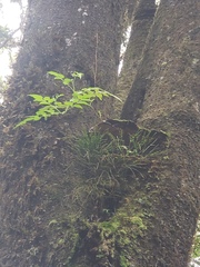 Psilotum complanatum