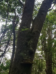 Psilotum complanatum
