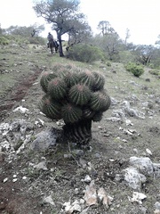 Ferocactus haematacanthus