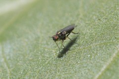 Achradocera