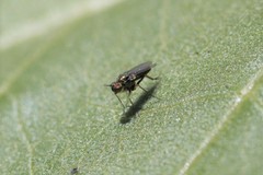 Achradocera