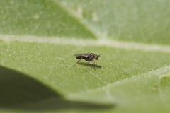 Achradocera