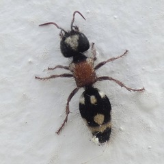 Ronisia barbarula