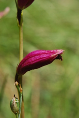 Bletia campanulata