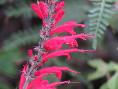 Salvia cinnabarina