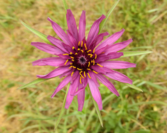 Tragopogon porrifolius