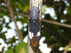 Pseudophera