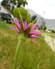Tragopogon porrifolius