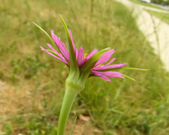 Tragopogon porrifolius