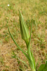 Tragopogon porrifolius