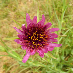 Tragopogon porrifolius