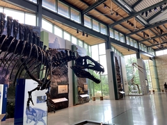 Acrocanthosaurus atokensis