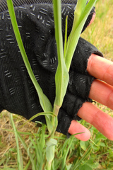 Tragopogon porrifolius