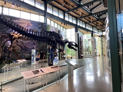 Acrocanthosaurus atokensis