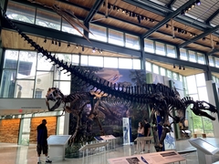 Acrocanthosaurus atokensis