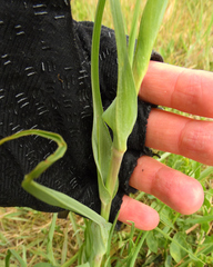 Tragopogon porrifolius