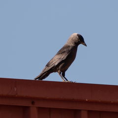 Corvus monedula