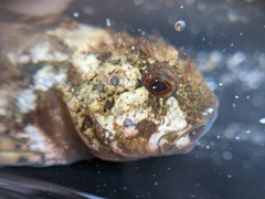 Clinocottus recalvus