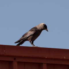 Corvus monedula