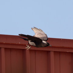 Corvus monedula