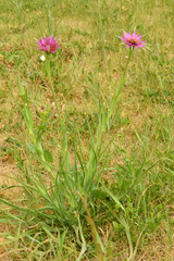 Tragopogon porrifolius