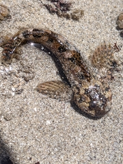 Clinocottus recalvus