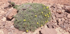 Launaea cervicornis