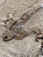 Clinocottus recalvus