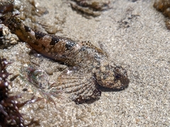 Clinocottus recalvus