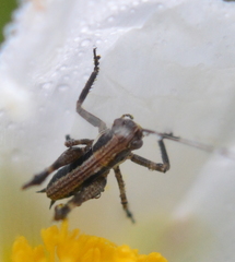 Antaxius