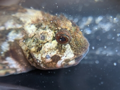Clinocottus recalvus