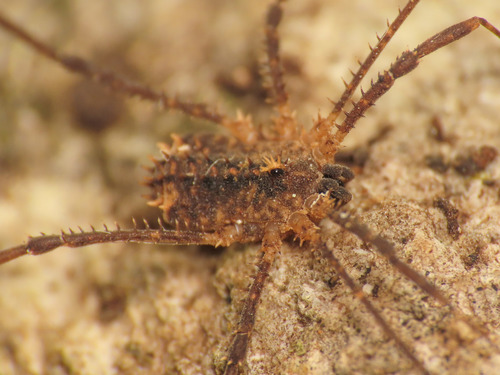 Astrobunus kochii