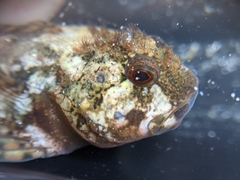 Clinocottus recalvus