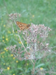 Carterocephalus