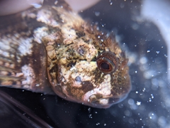 Clinocottus recalvus